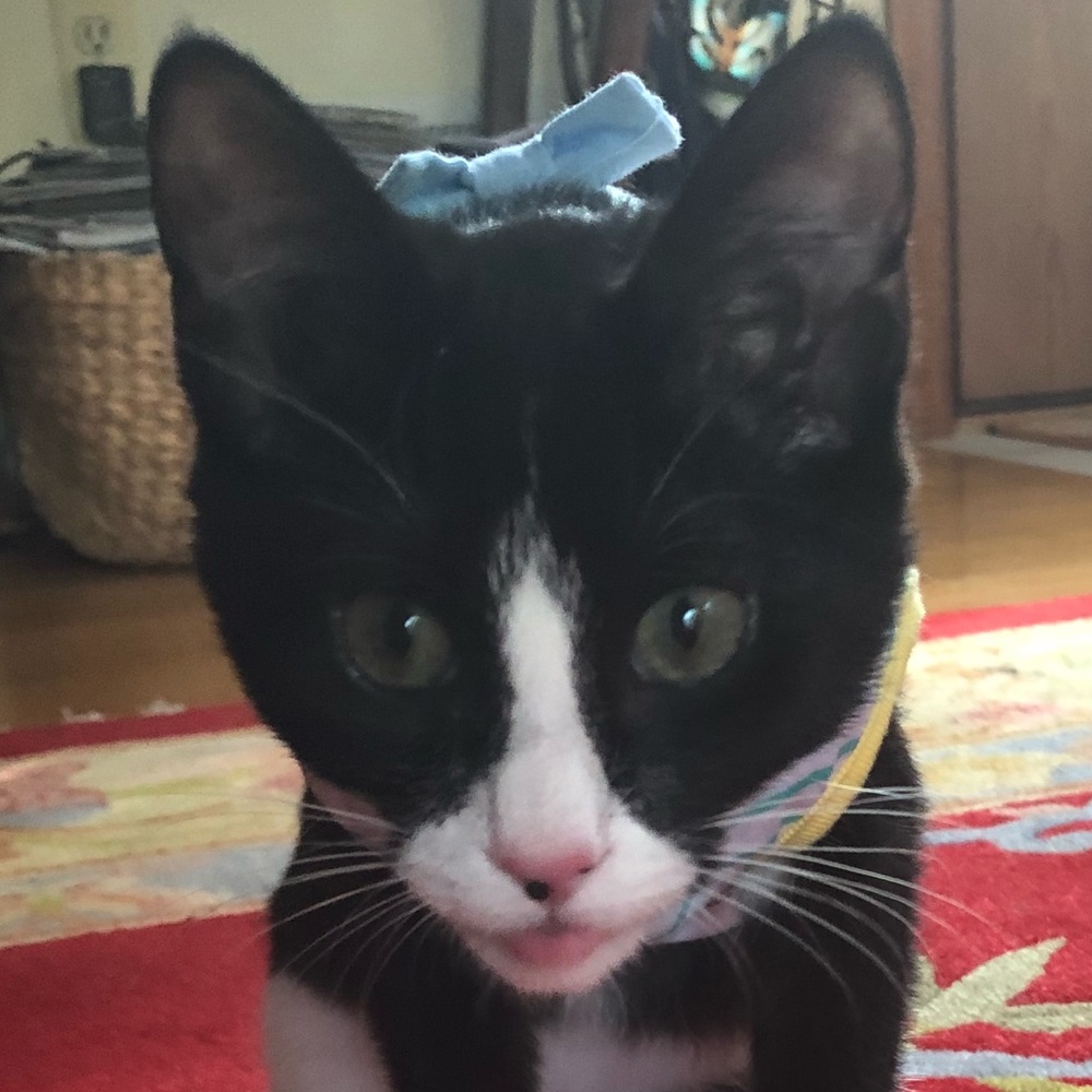 Meet your Posher, Eva